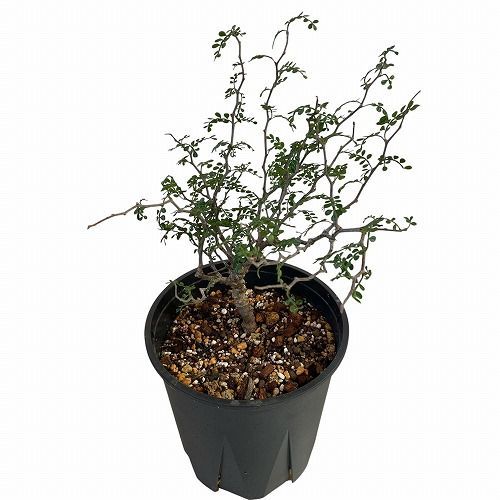 塊根植物 オペルクリカリア パキプス(接ぎ木) 5号 個体A 現品