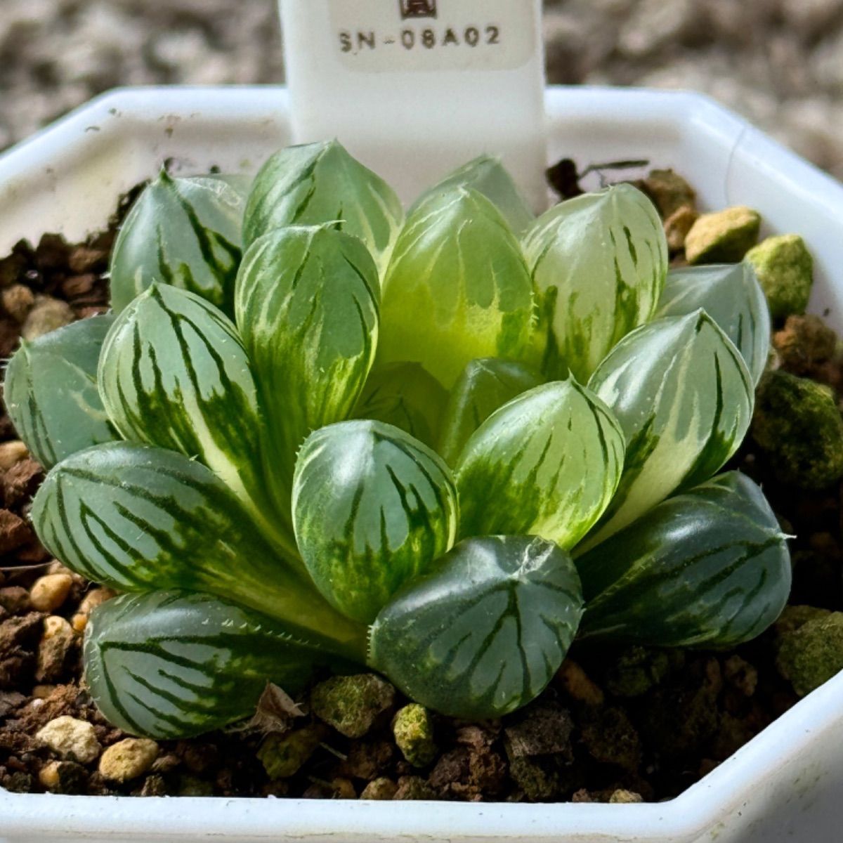 多肉植物 ハオルチア 翠雲錦極上斑 - 観葉植物