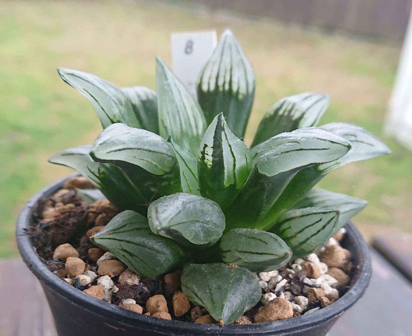 多肉植物 ハオルチア アトロフスカミュータント 抜き苗(20 多肉植物 ハオルチア アトロフスカミュータント 抜き苗(20