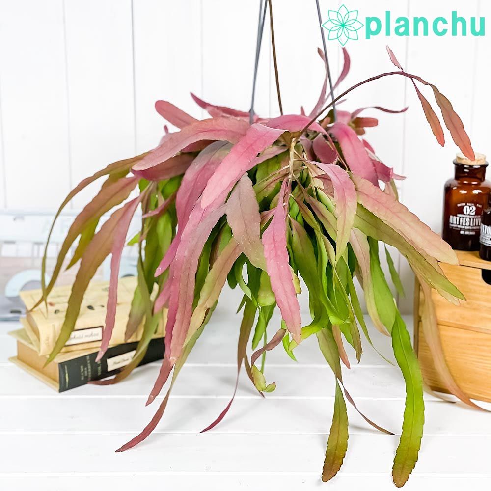 アナカンプセロスコンプトニーxたけろうポット デパウペラータ アナ