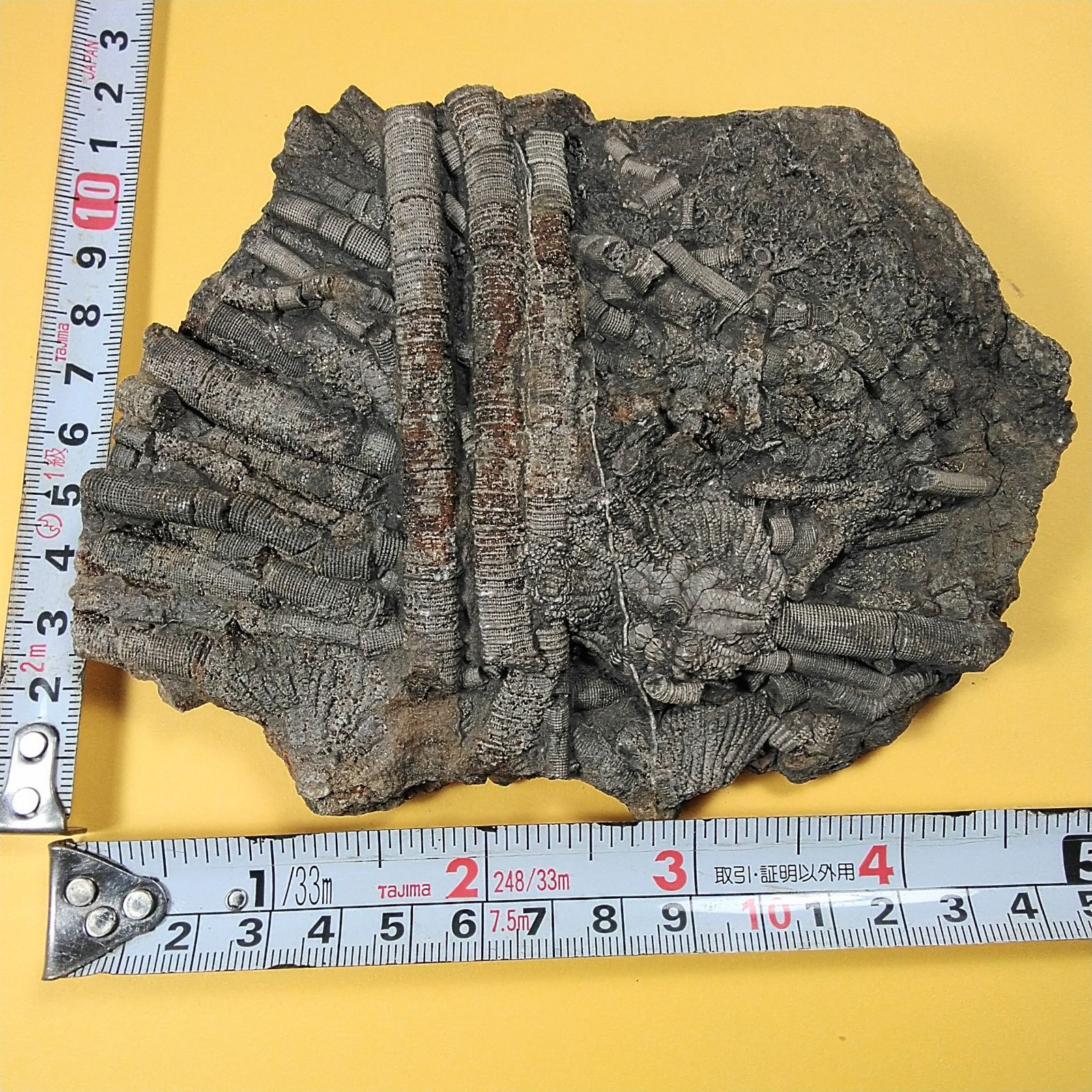 中国貴州省産・ウミユリ化石】 まるで海中を漂うかのような