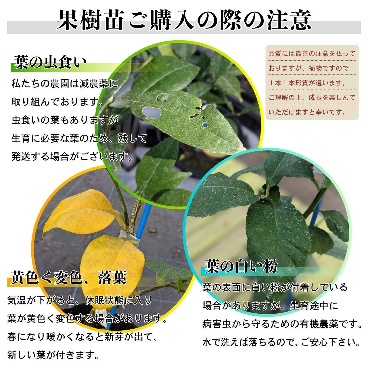 接木苗 選べる5本セット