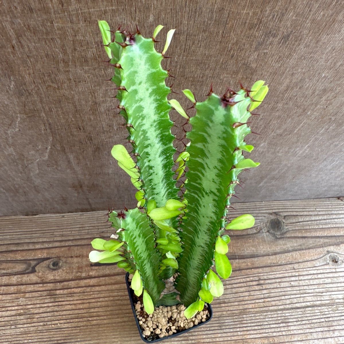 ユーフォルビア5種セット Euphorbia 現品 観葉植物 観葉 植物 珍奇