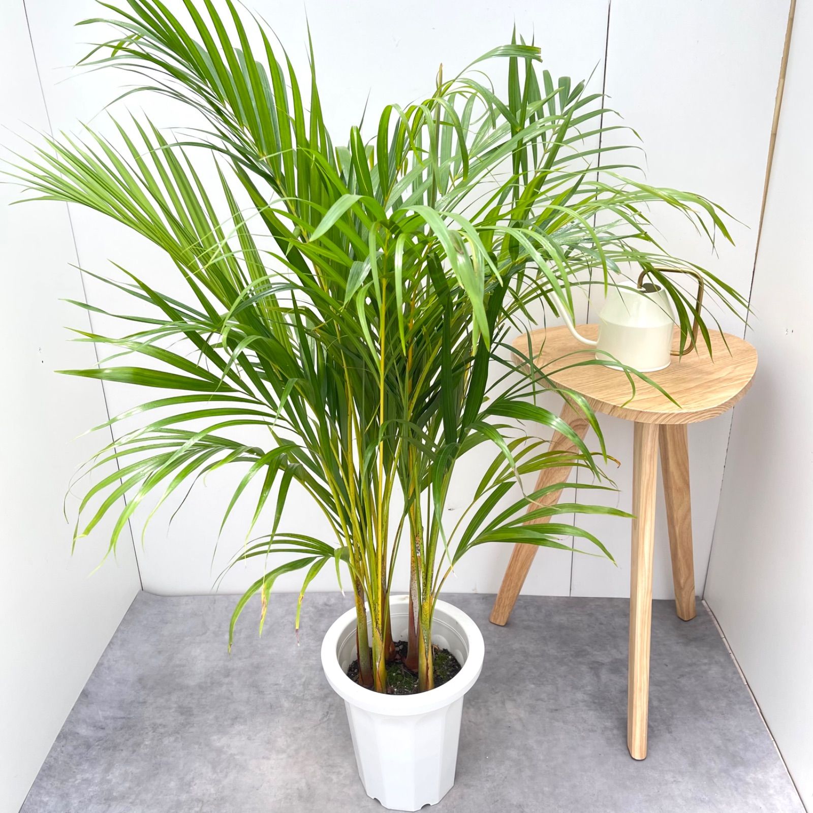 アレカヤシ 1【現品】観葉植物 室内 大型 現品］ボリューム満点！ 35番