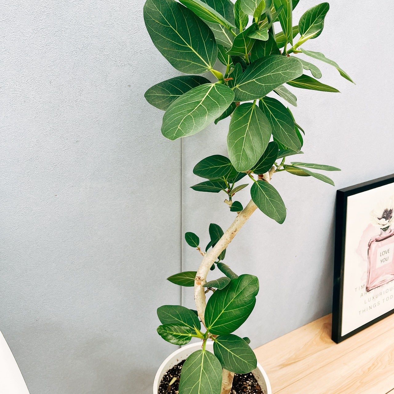 ［現品］88番　フィカス　ベンガレンシス　曲がり　8号　観葉植物　室内　大型 フィカス ベンガレンシス 曲がり 8 観葉植物 大型 室内 フィカス