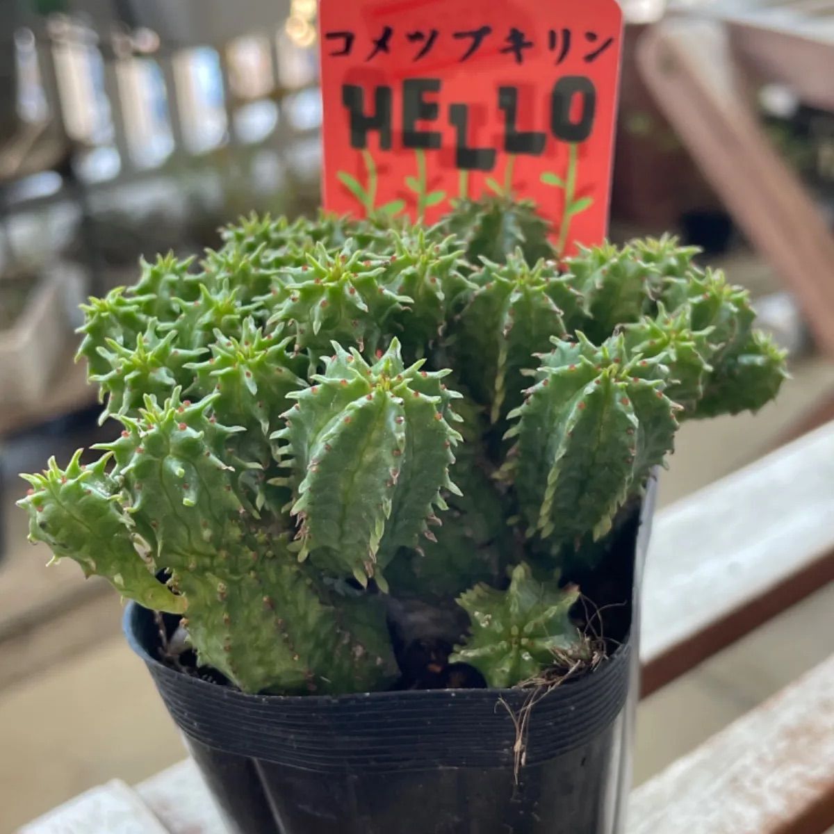コメツブキリン❣️セール‼️ユーフォルビア❗️札付き❗️多肉 コメツブキリン❣️セール‼️ユーフォルビア❗️札付き❗️多肉