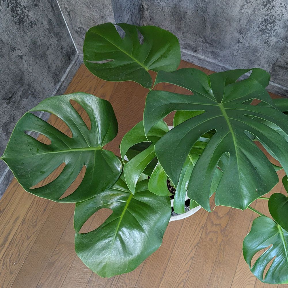 観葉植物 大型 モンステラ 7号【現品】 アンティーク調鉢カバー 大型