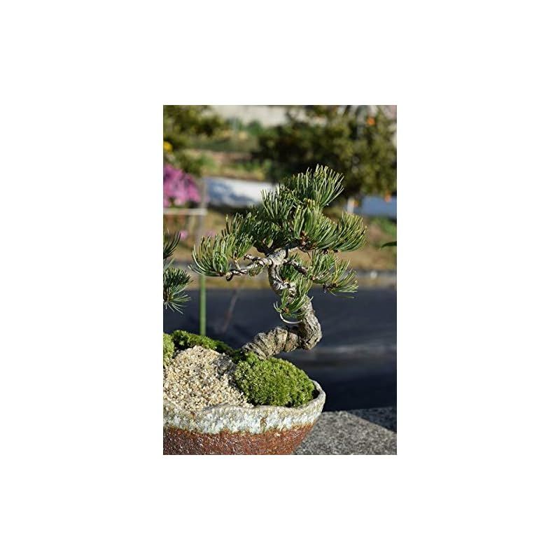 祝松盆栽 寄せ植え五葉松盆栽