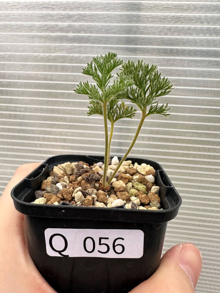 現品限り】ペラルゴニウム・トリステ 実生【Q56】 Pelargonium