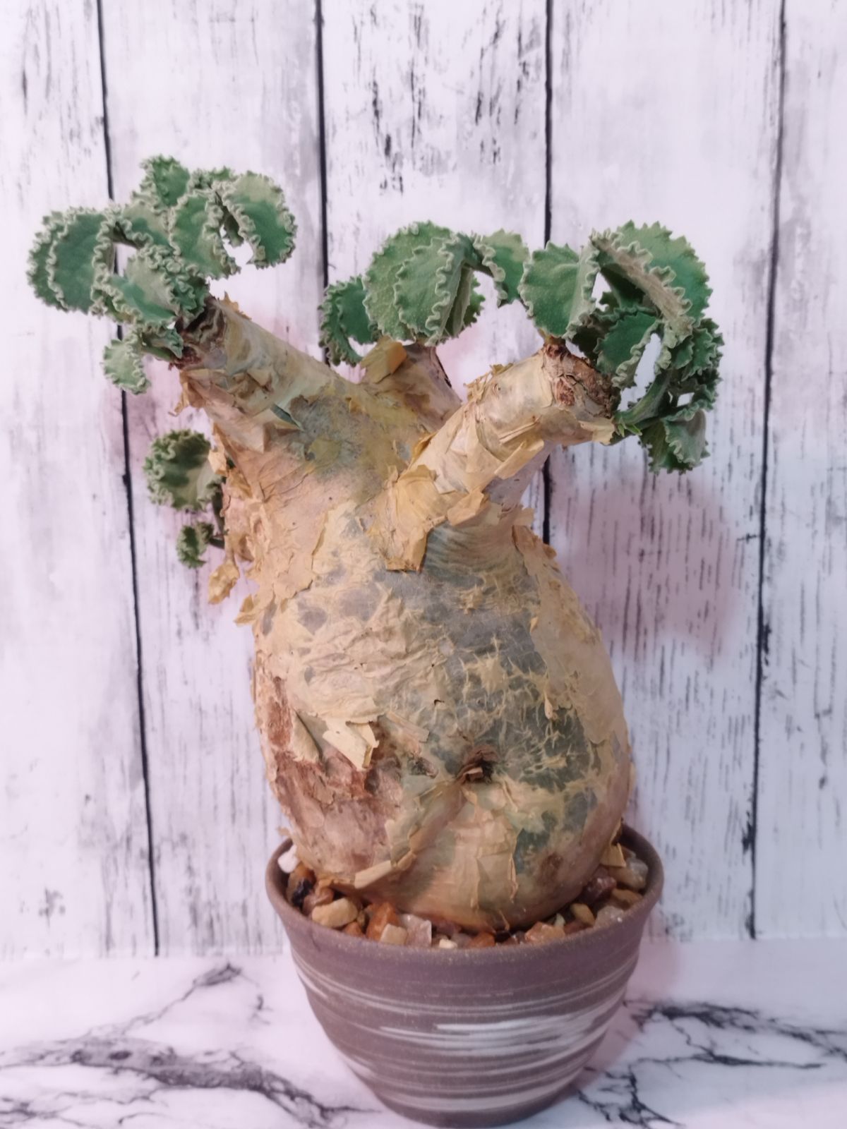 発根済 大株 良形】 キフォステンマ ウター マクロプス ☆ Cyphostemma