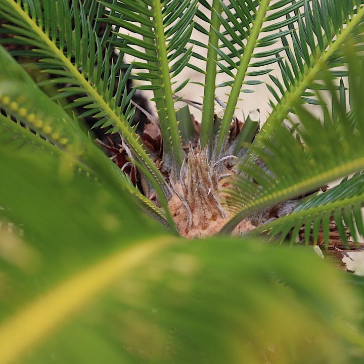 蘇轍ダブルヘッド　引き取り限定ソテツ ダブルヘッド】ソテツ - メルカリ