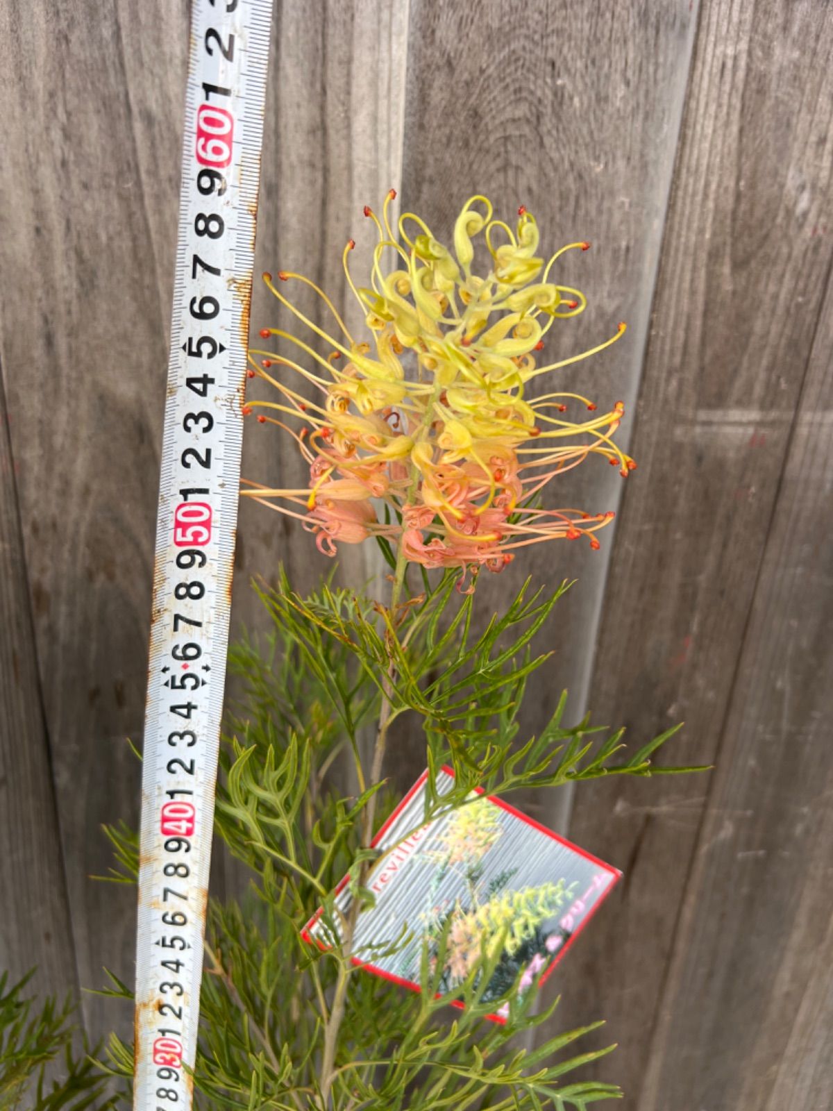 りいむさん専用　グレビレア　ピーチアンドクリーム/ 509 おまかせ剪定 りいむさん専用 グレビレア ピーチアンドクリーム/ 509 おまかせ