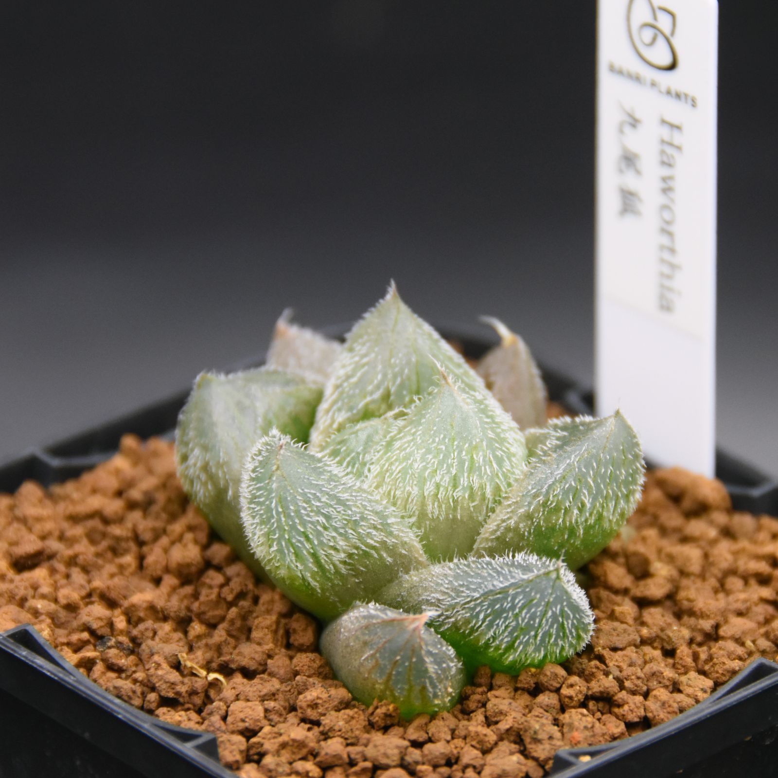 巨大なベヌスタ 九尾狐 ハオルチア 多肉植物 サボテン ハオルチア 九尾狐 2025