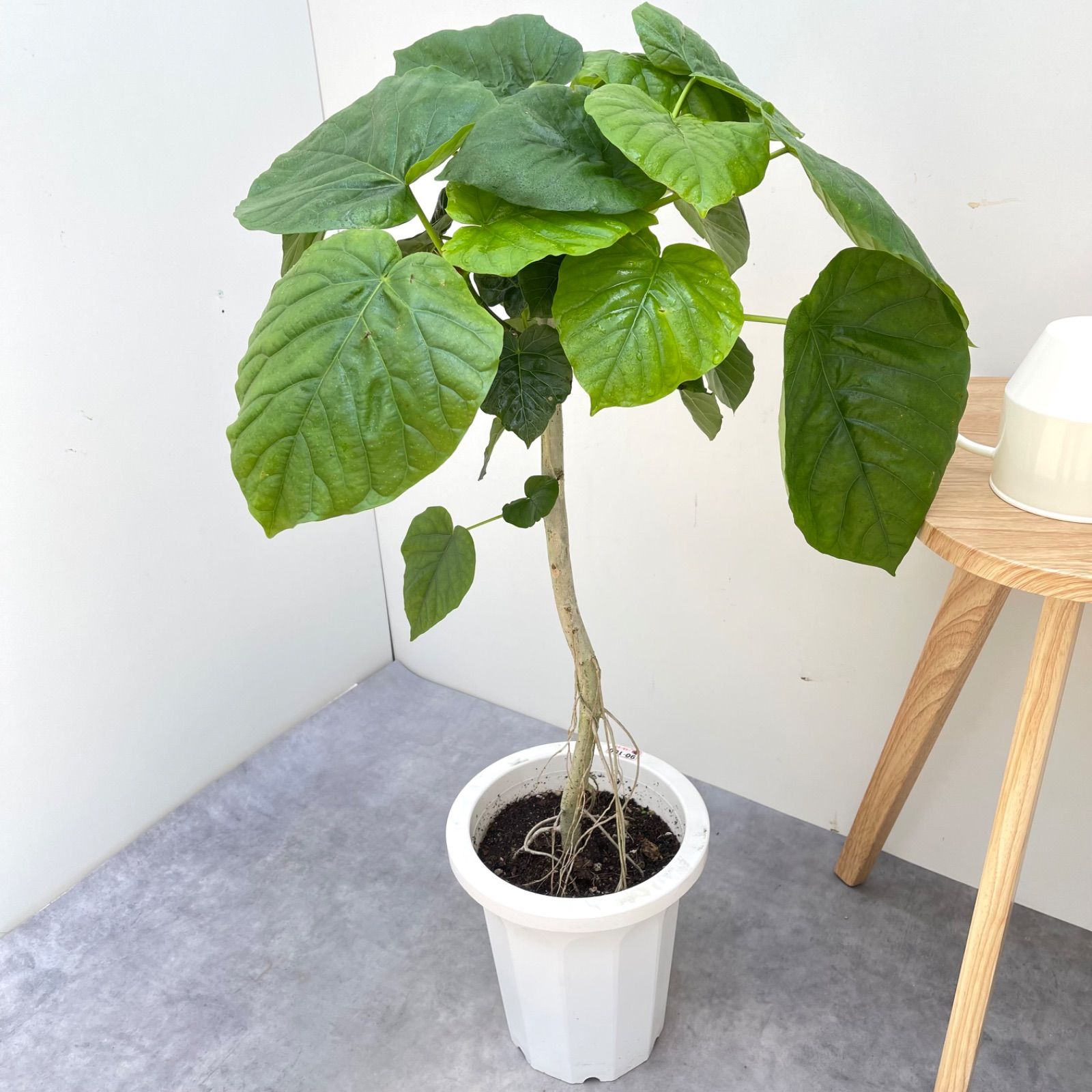 現品］♡おしゃれ♡ B フィカス ウンベラータ 曲がり 7号 観葉植物