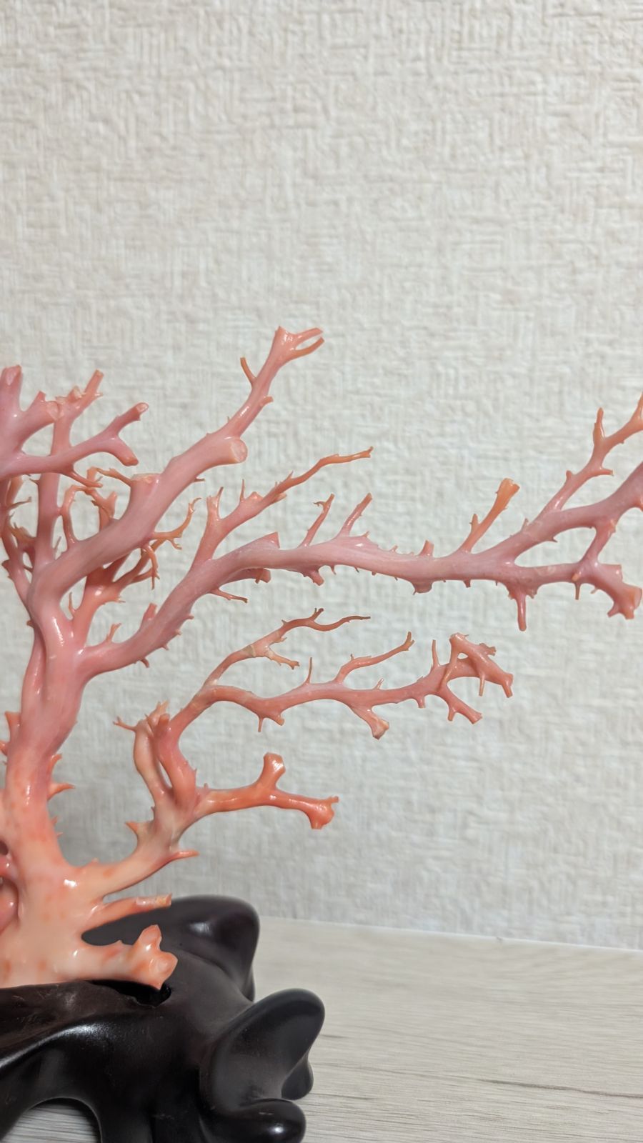 本珊瑚