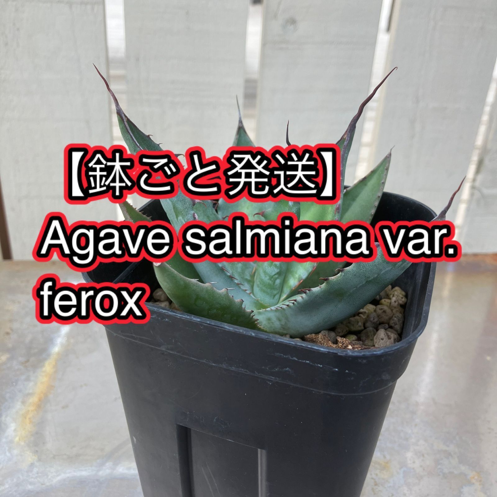 鉢ごと発送】Agave salmiana var.ferox アガベ サルミアナ フェ