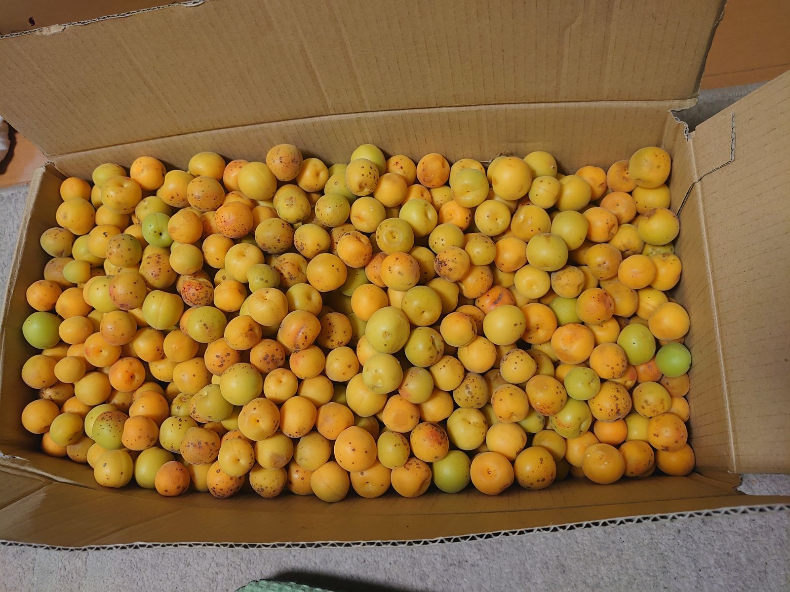 本物の 新品、未使用 うさみき様専用ページ 野菜 - lavacanegra.com.mx ...