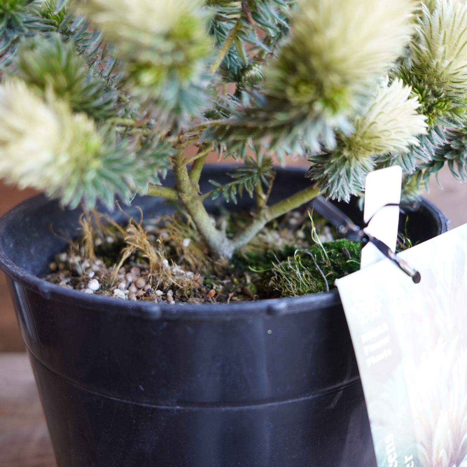 フィリカ プベッセンス ワフトフェザー 7号 A オージープランツ 現物