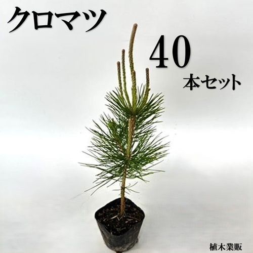 40本セット クロマツ樹高0.3m前後10.5cmポット