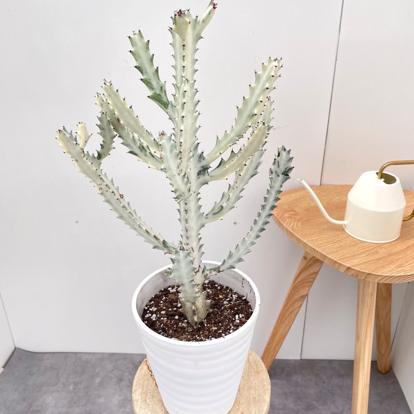 売約済 ユーフォルビア ホワイトゴースト 1 現品 観葉植物 室内