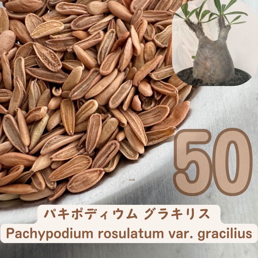 エ*グ様 種子 100粒 象牙宮 パキポディウム グラキリス THE塊根植物 Amazon｜[20粒]パキポディウム・グラキリス 種 │塊根植物 象牙