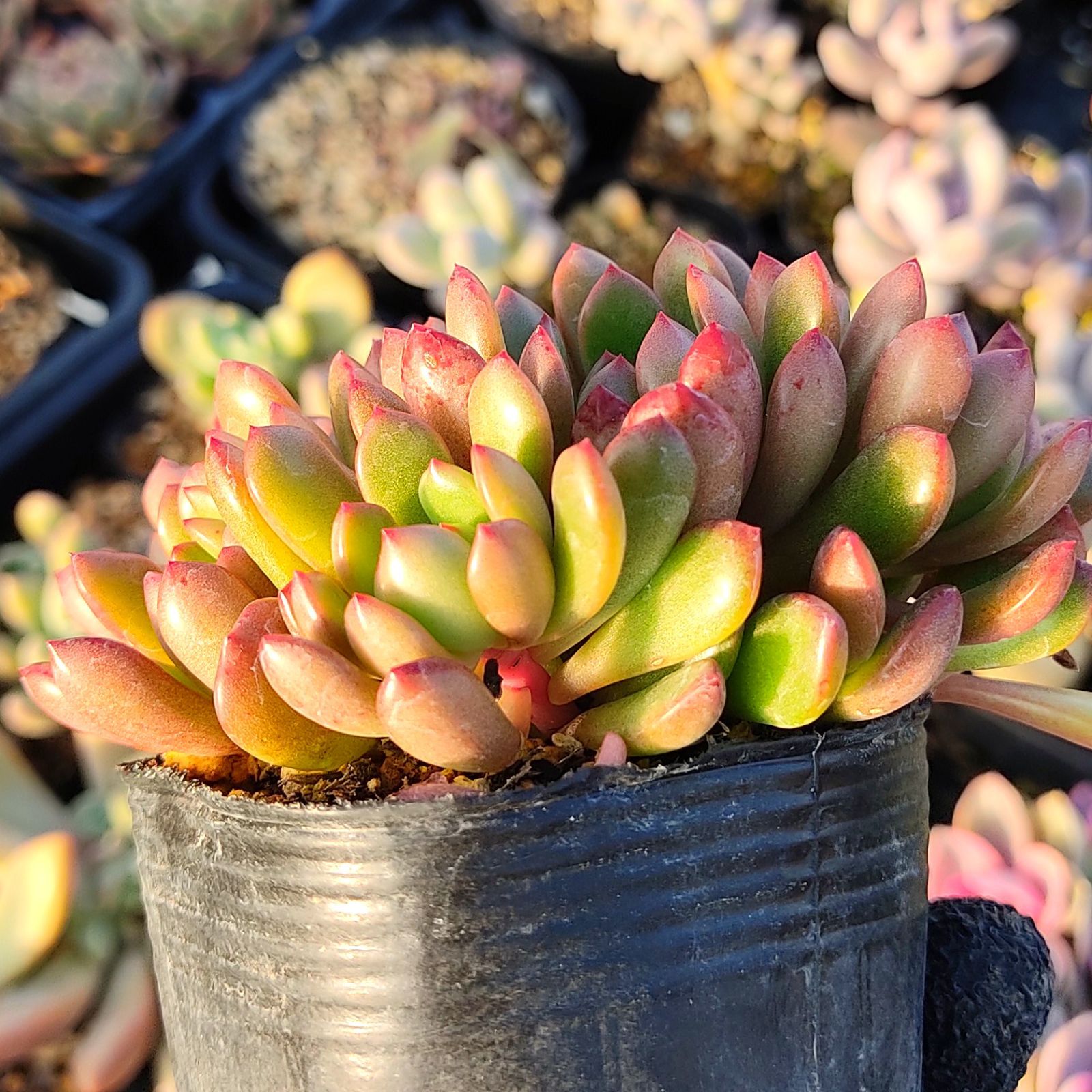 多肉植物 希少錦♡お得セット(カキコ)-