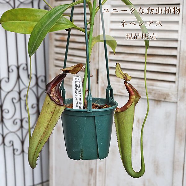 現品販売 観葉植物 食虫植物 ウツボカズラ ネペンテス 3.5号吊り鉢2