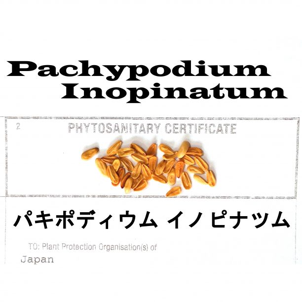 2月入荷 30粒 パキポディウム イノピナツム イノピナーツム 種子 種