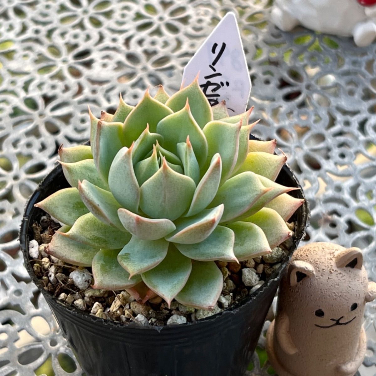 多肉植物 ☘️ リンゼアナ 抜き苗 - メルカリ