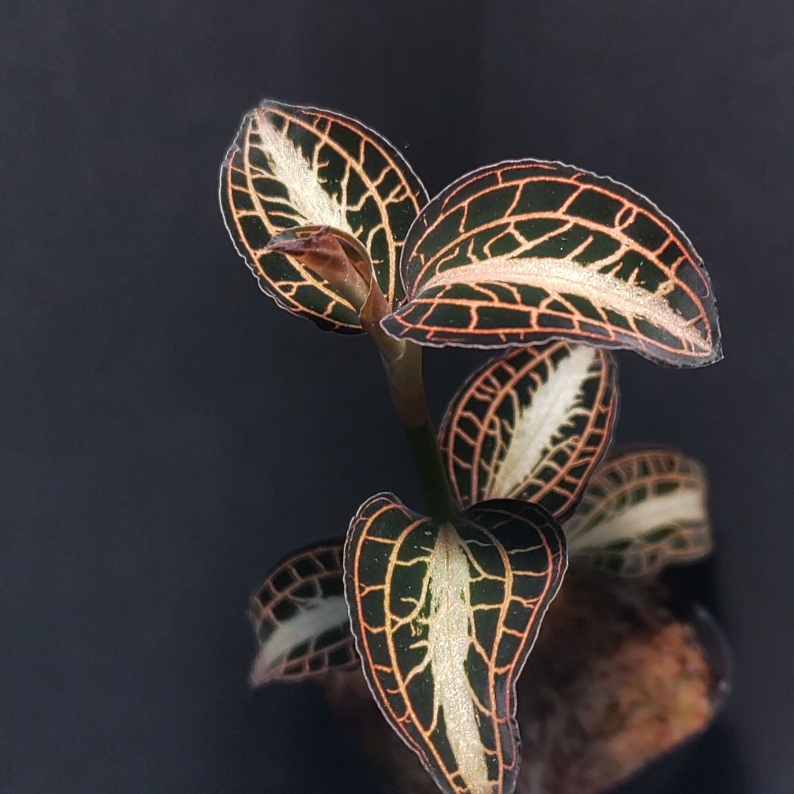 エムズグレイシー リボンワンピース38 ストロベリーフィールズ