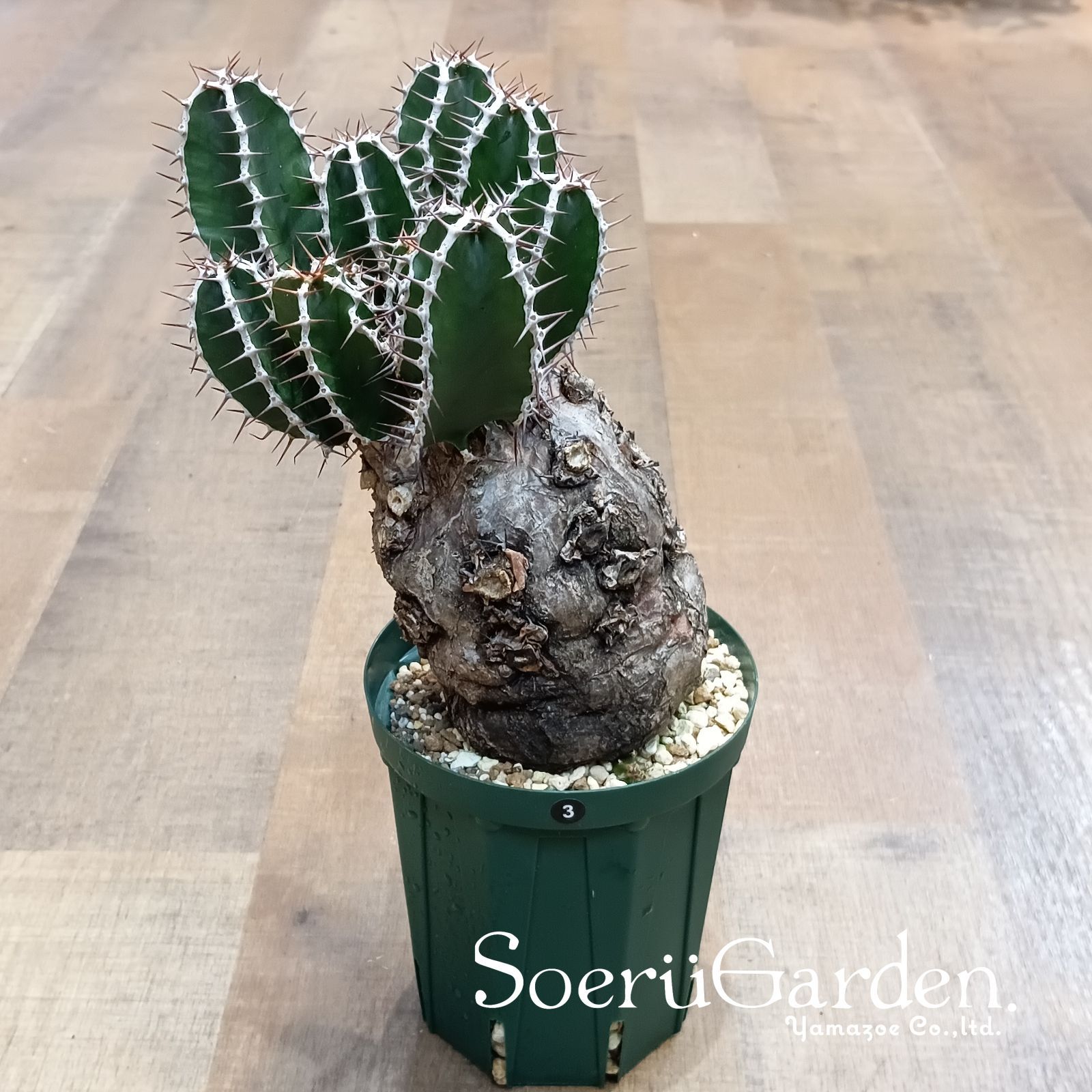 3 Euphorbia mlanjeana ユーフォルビア ムランジーナ 現地株 発根済