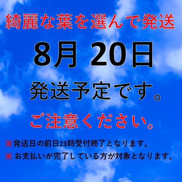 水草 浮き草 サルビニア ククラータ メダカの産卵床や水質改善に - メルカリ