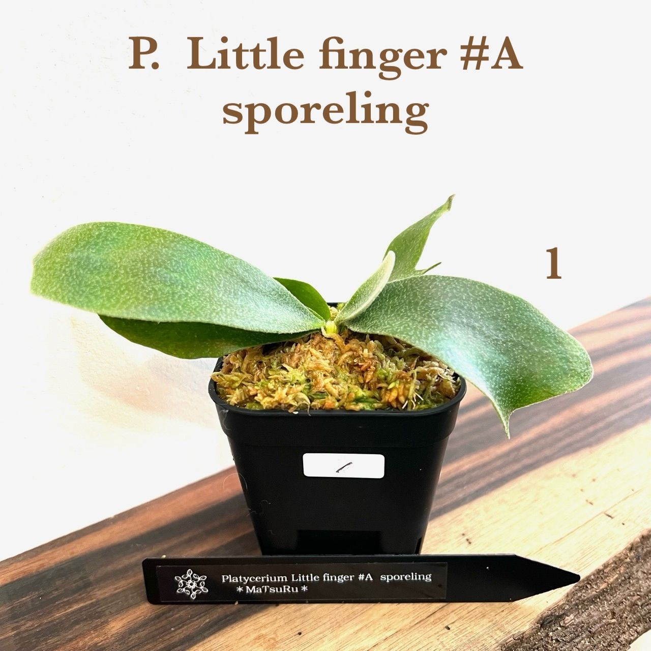 ビカクシダ リトルフィンガー little finger親株 ビカクシダ リトル