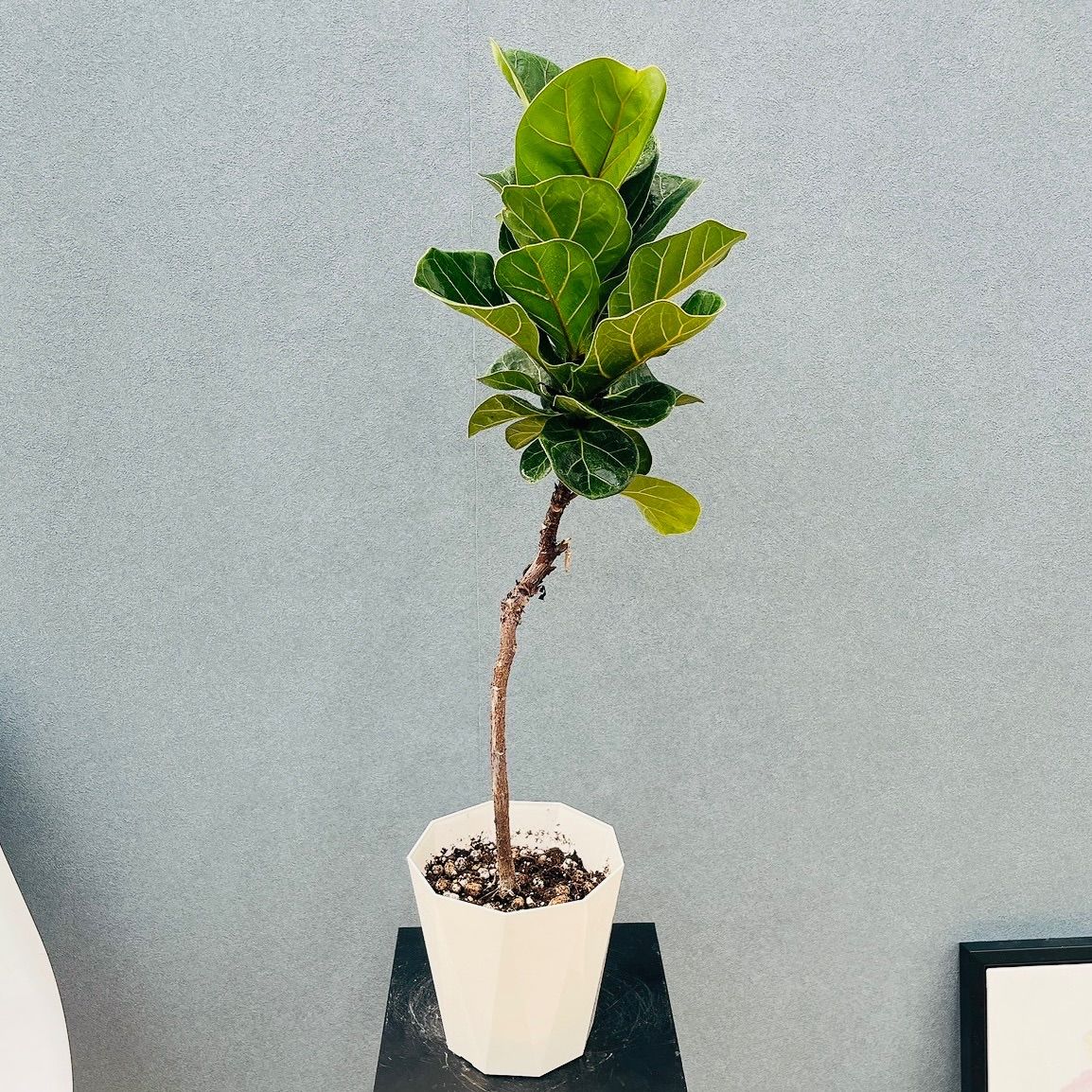 739『飴釉 十字紋 沓茶碗』 /骨董品 古美術 古道具 アンティーク