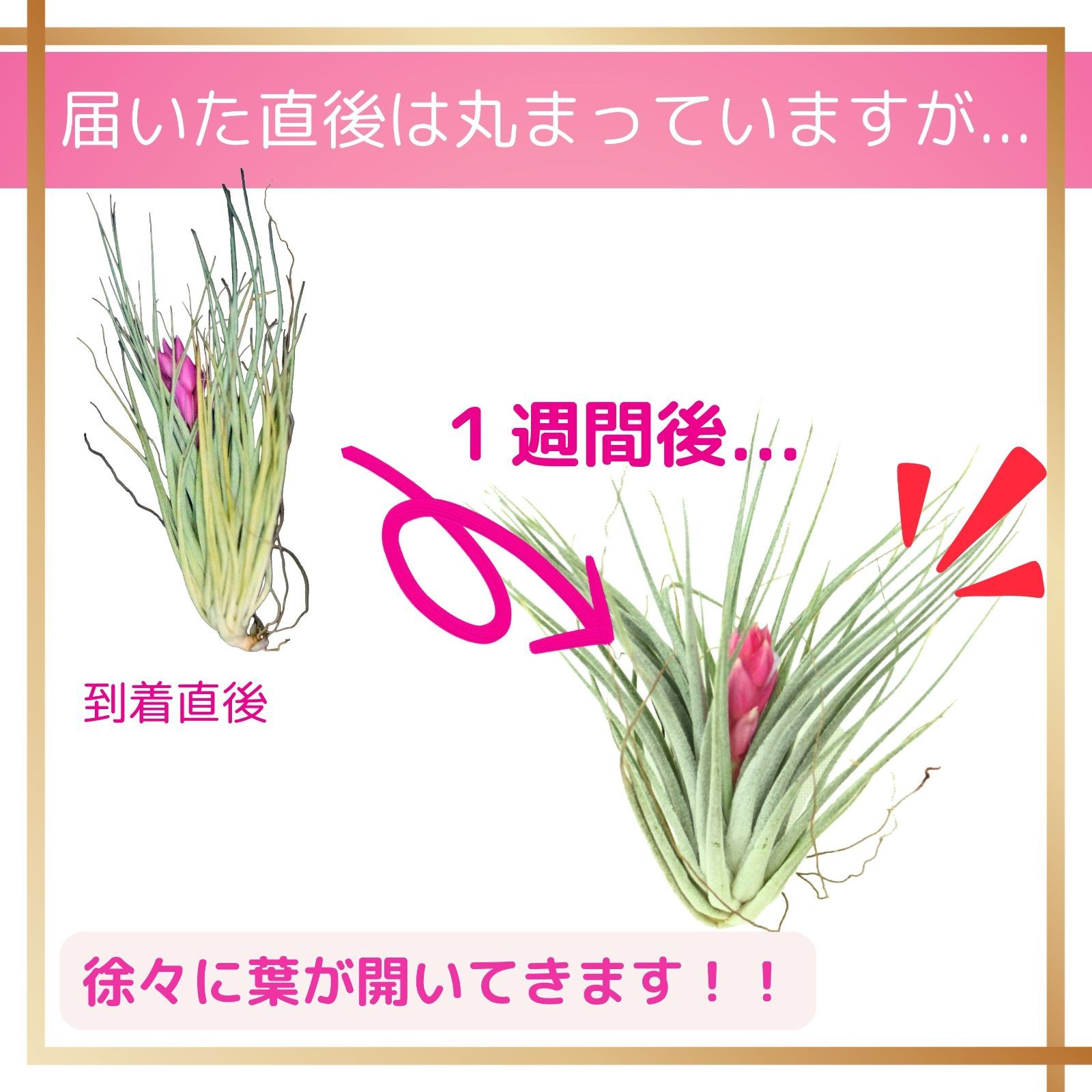 ☆花付き【コットンキャンディー】チランジア エアプランツ