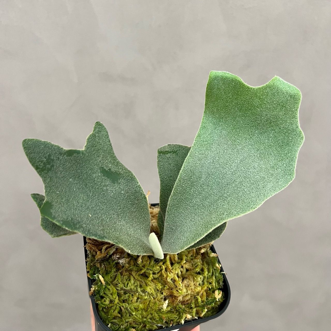 ビカクシダ　ウィリンキー　胞子培養株 P.willinckii 'Nano' 胞子培養株#52 ビカクシダ ウィリンキー