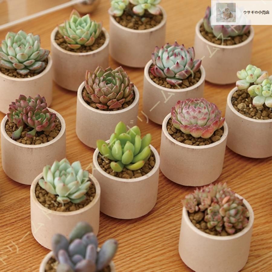 沙紅開窓花鳥文様花口植木鉢 盆栽鉢 多肉植物 植木鉢 小品大品盆栽鉢 陶器鉢 沙紅開窓花鳥文様花口植木鉢 小花鉢 菖蒲盆栽多肉植木鉢小品盆栽