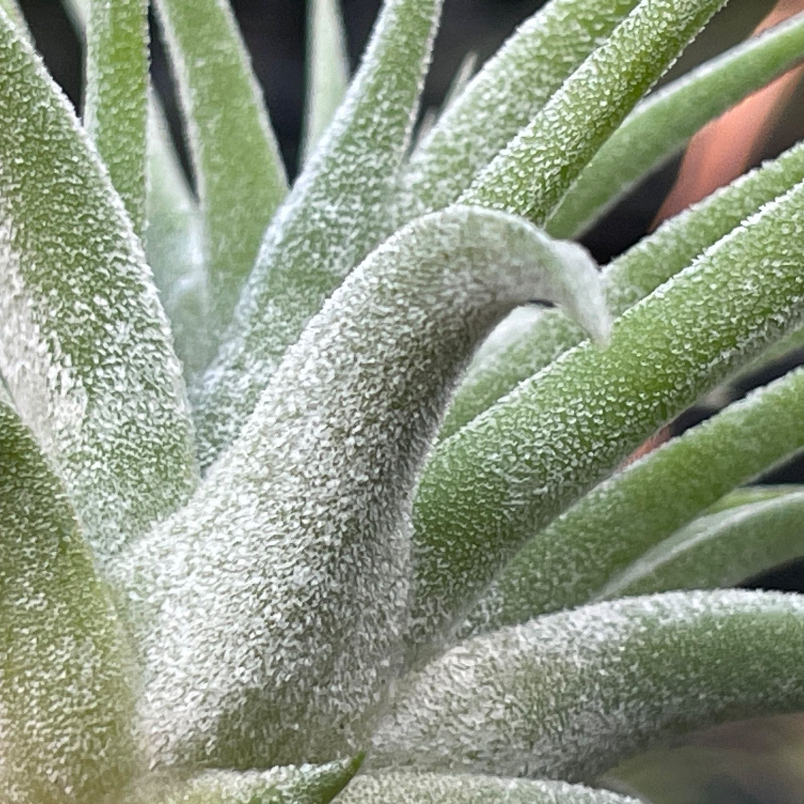φ8×6]チランジア イオナンタ マキシマ アルビノ Tillandsia ionantha