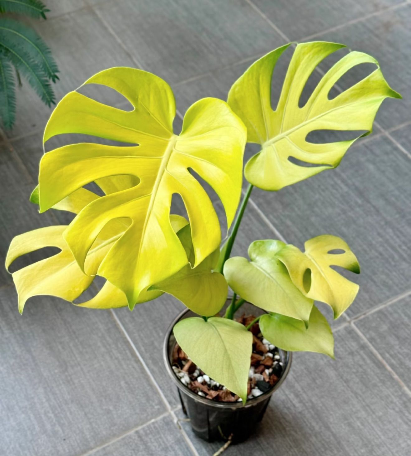 新種】Monstera deliciosa Gold leaf モンステラデリシオーサ