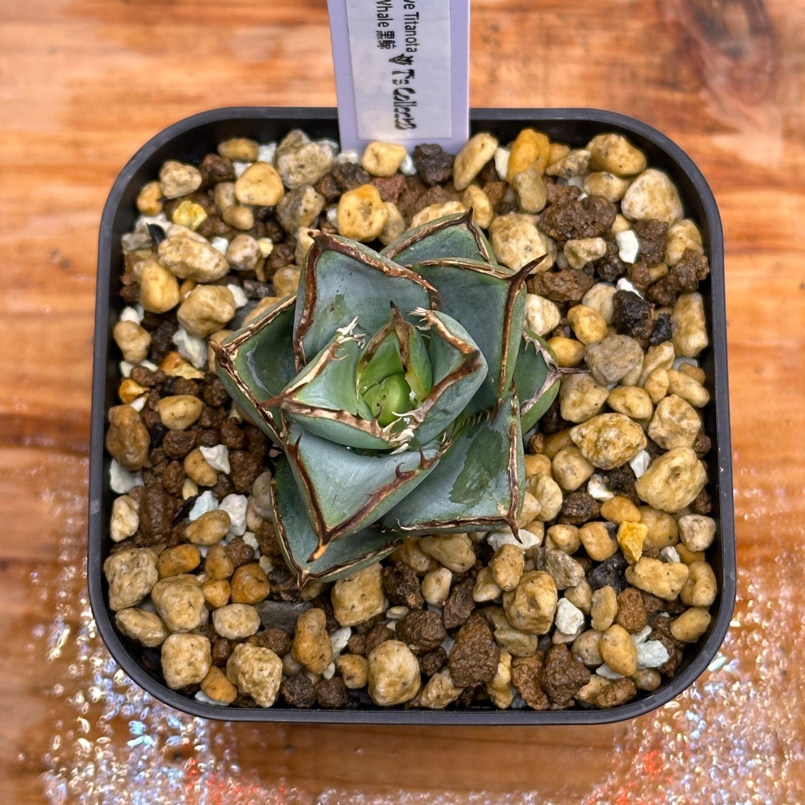 1 Agave titanota Black Whale アガベ チタノタ 黒鯨 極上 子株