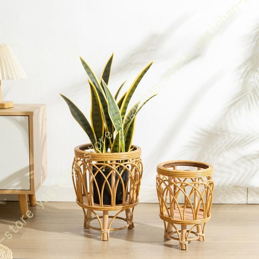 オリーブの木 オリーブ 鉢植え テラコッタ鉢植え 素焼き鉢 送料無料