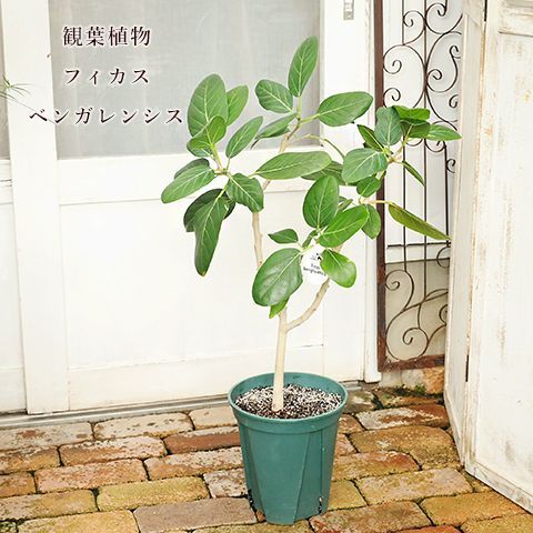 現品　フィカス　ゴムの木　ベンガレンシス　33番　曲り　インテリアグリーン　室内 現品 フィカス ゴムの木 ベンガレンシス ① 曲り インテリアグリーン