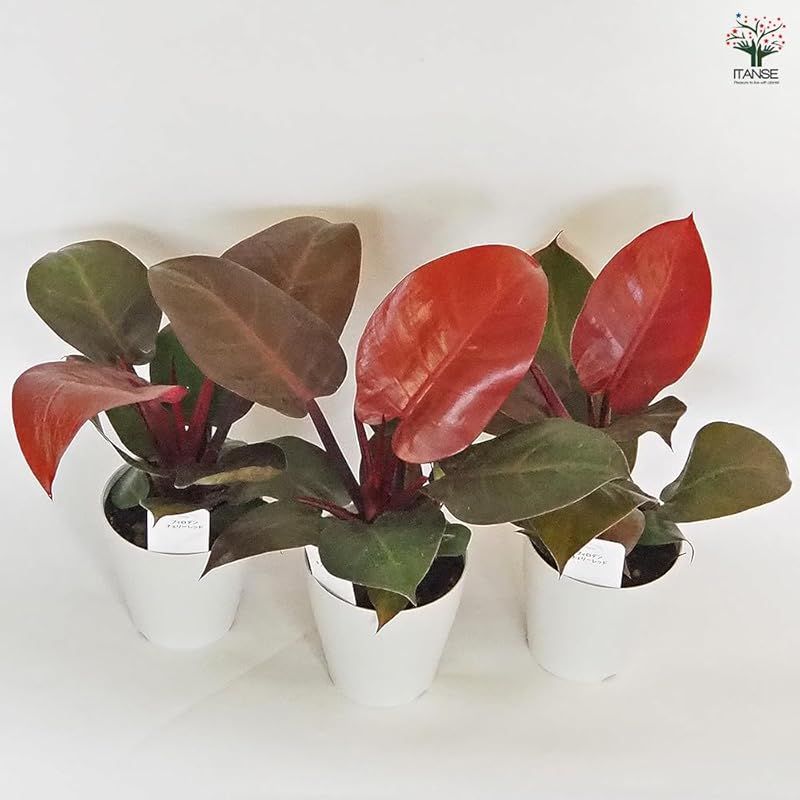 Philodendron Cherry