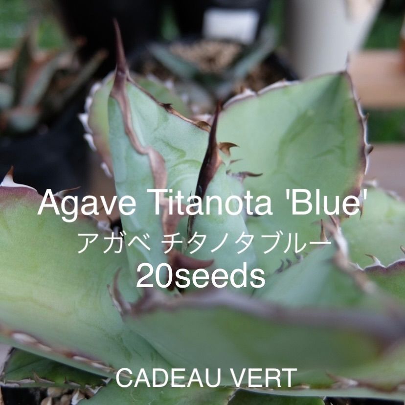 AgaveTitanotaBlue☆アガベチタノタブルー種子20粒 - CADEAUVERT ...