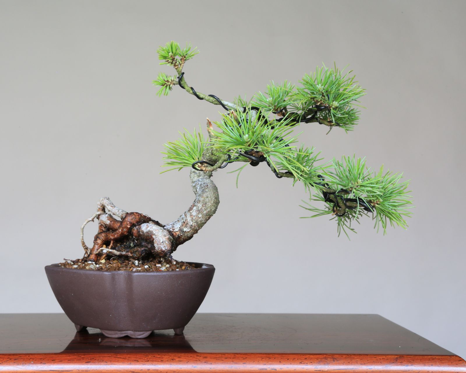 泰寿園 Online