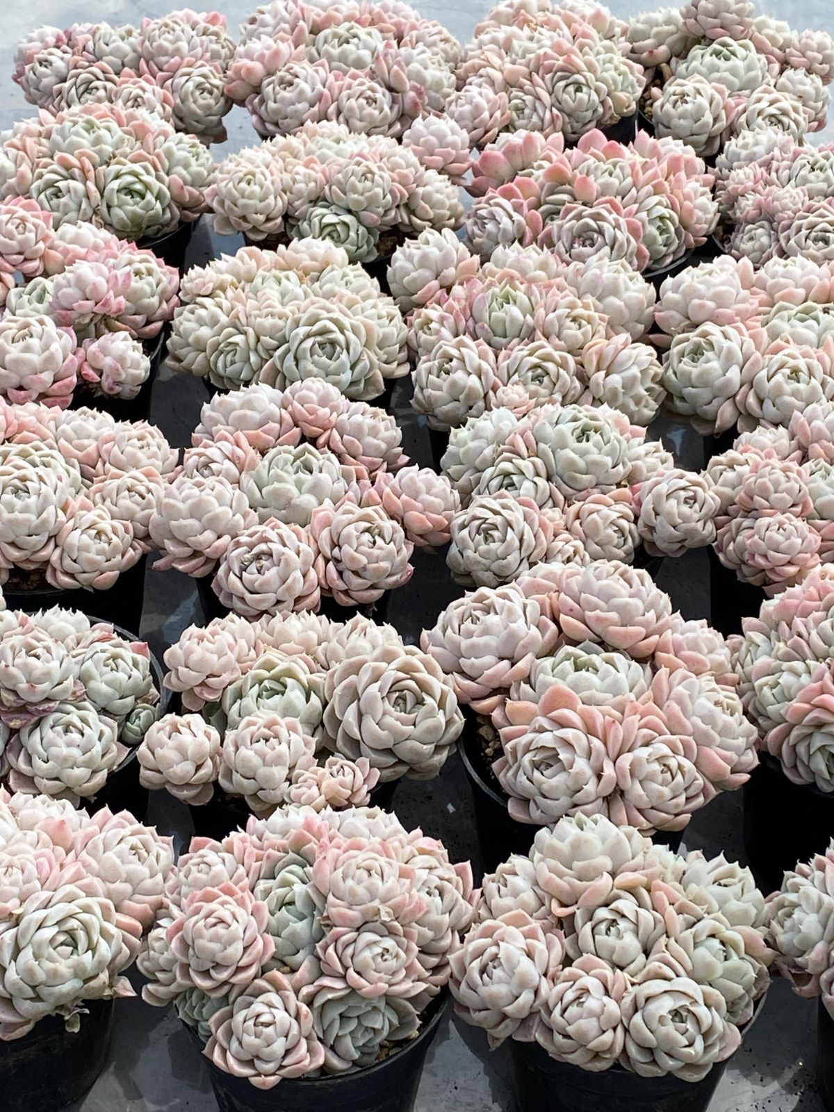 抜き苗 シロツキカゲ DP527×21株 ふっくら 多肉植物 エケベリア