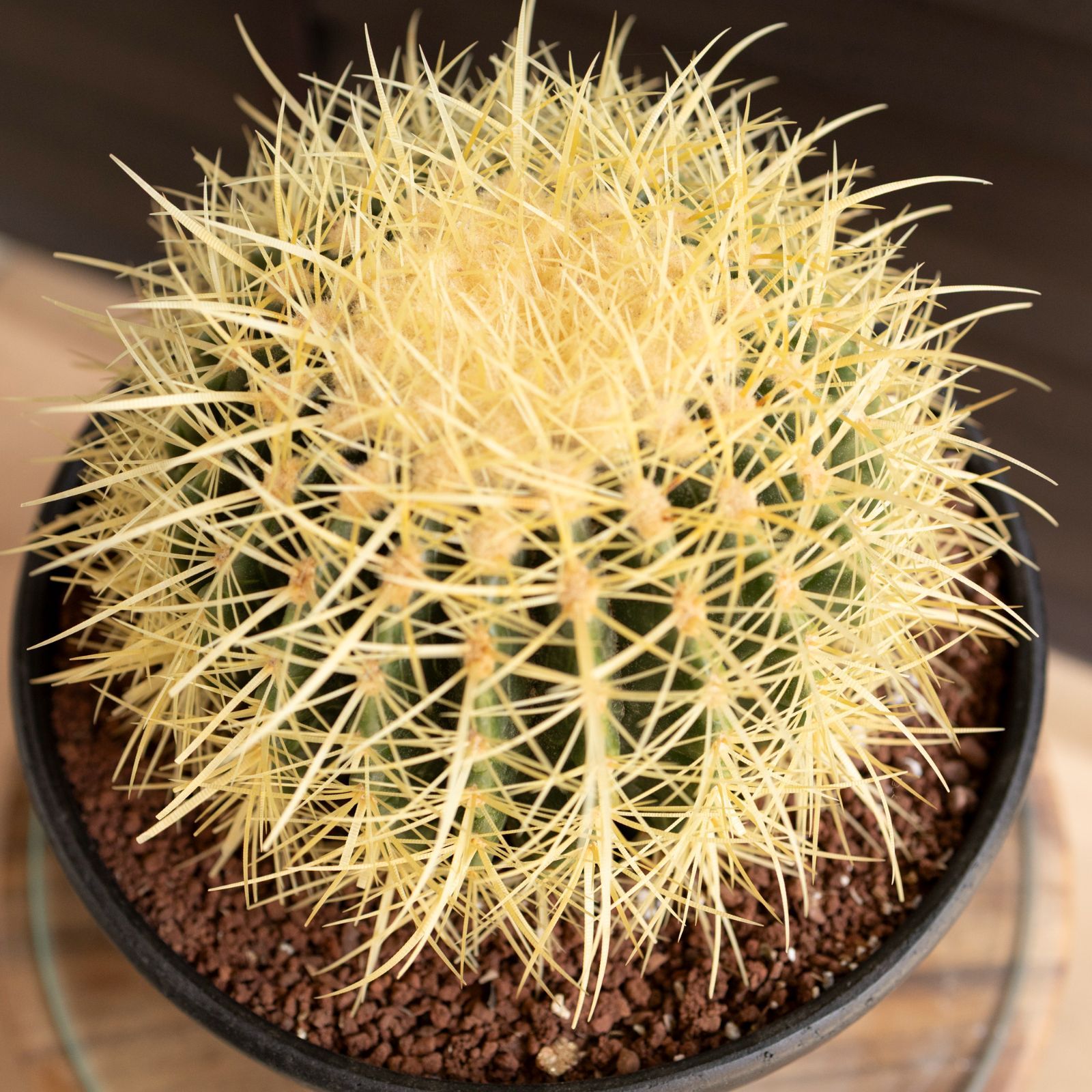 発根済 24cm