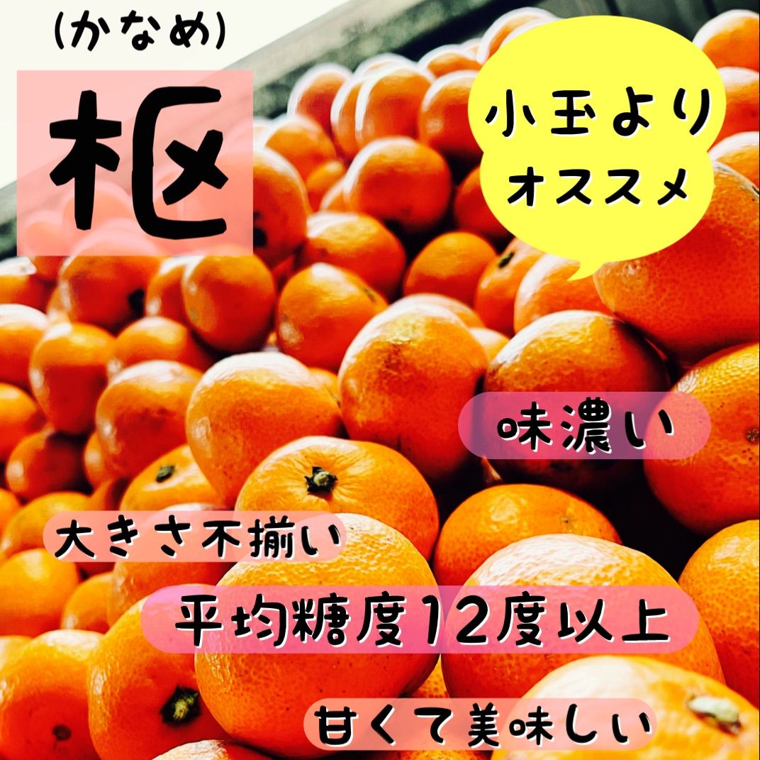 有田みかん 2キロ 味濃い熟成みかん サイズSからL 晩生 - 果物