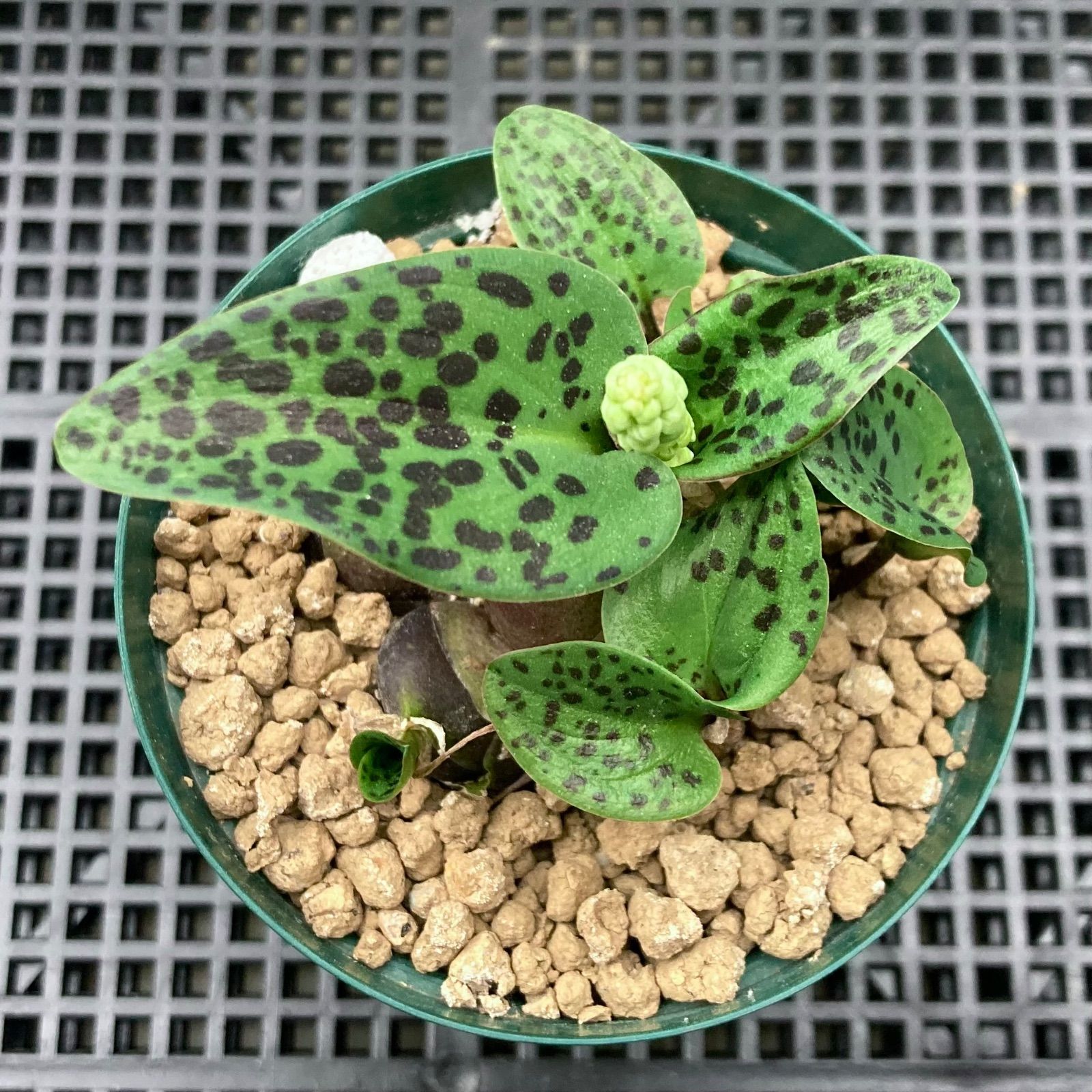 球根植物 ドリミオプシス マクラータ - メルカリ