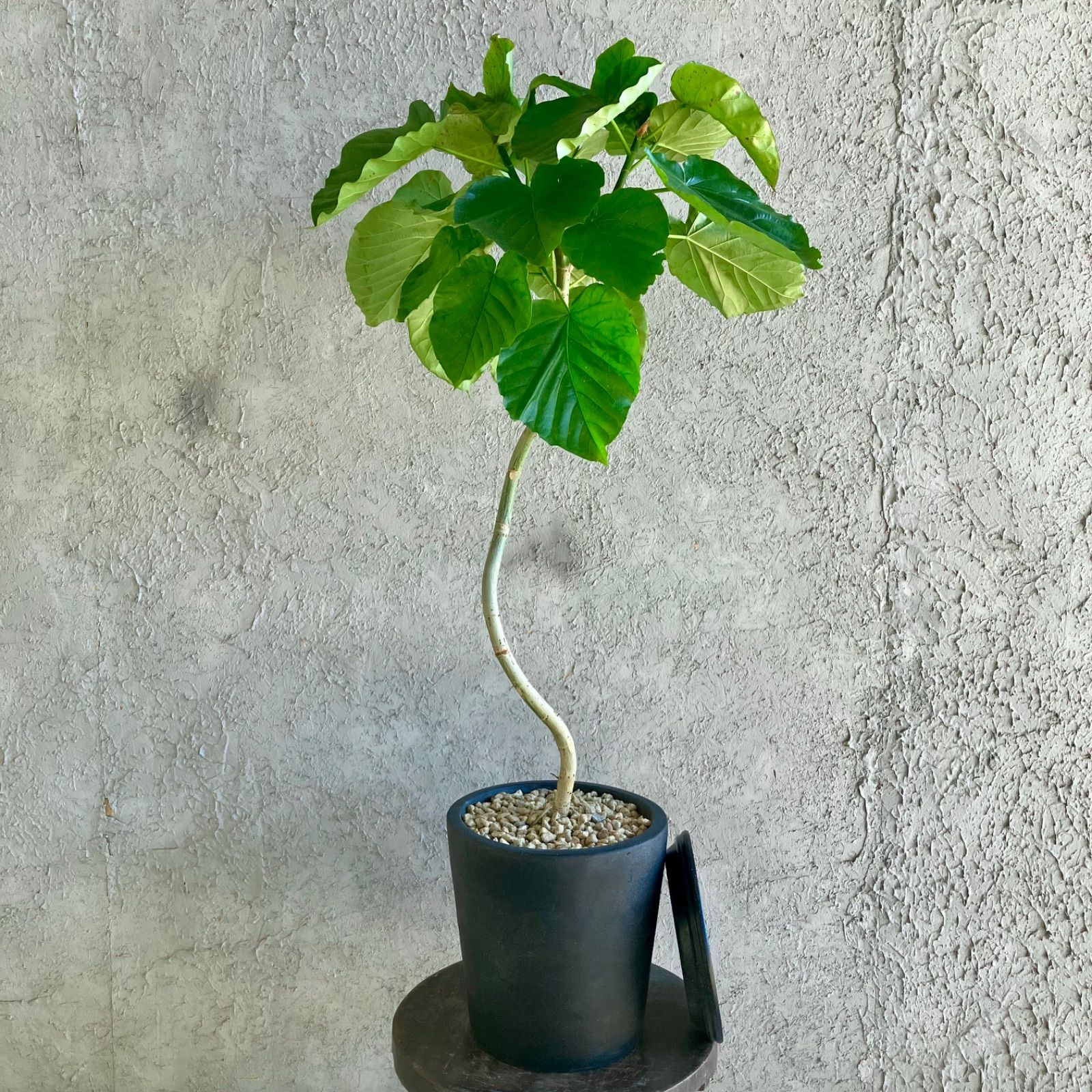 フィカス アルテシマ 9 大型 美形 曲がり仕立て フィカス アルテシマ 9